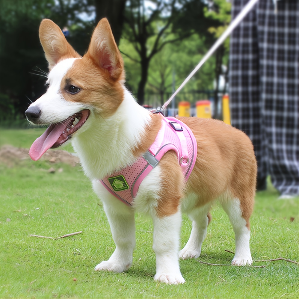 Ensemble harnais et laisse réf - No Pull Dog Harness avis et prix