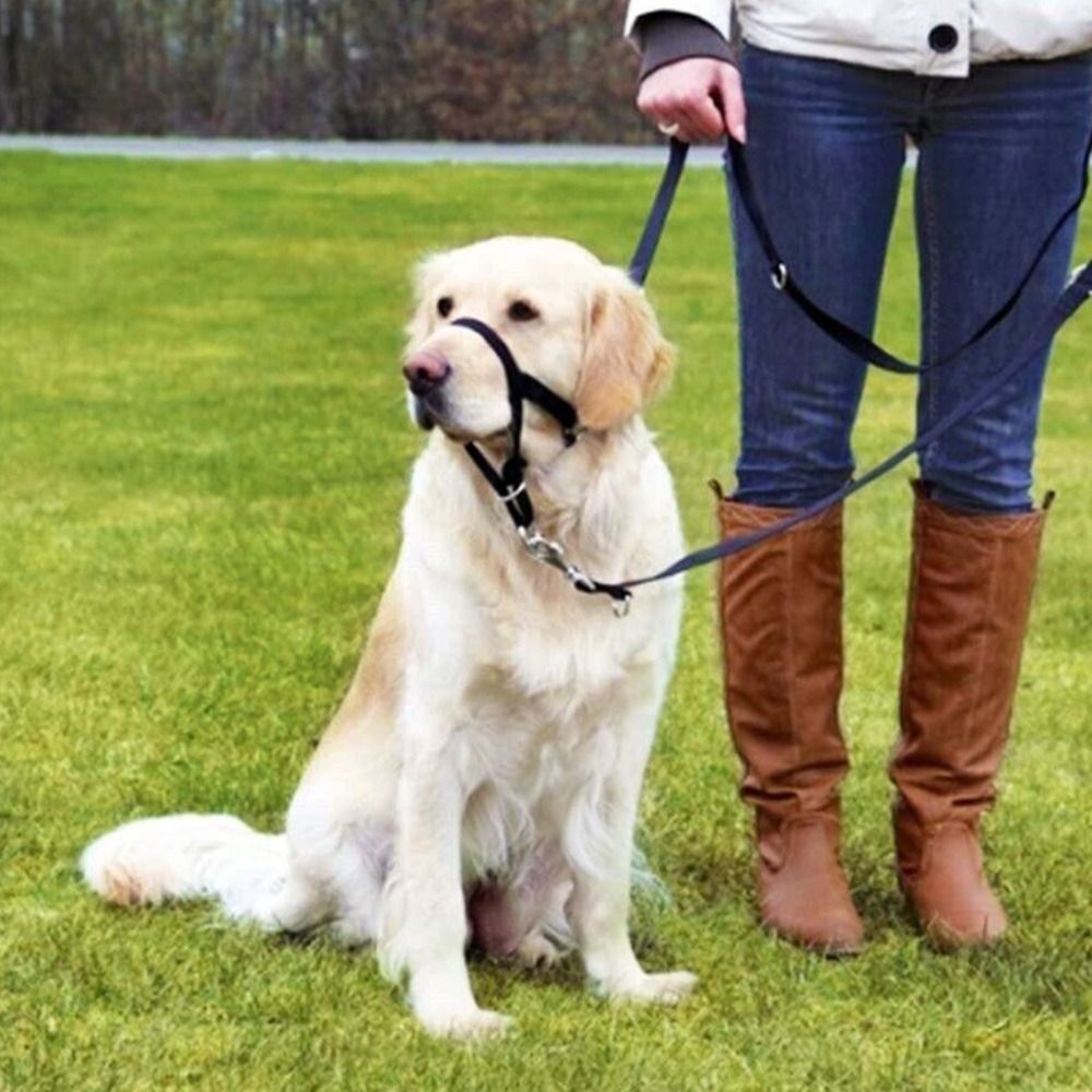 Laisse d'entraînement en nylon - No Pull Dog Harness avis et prix